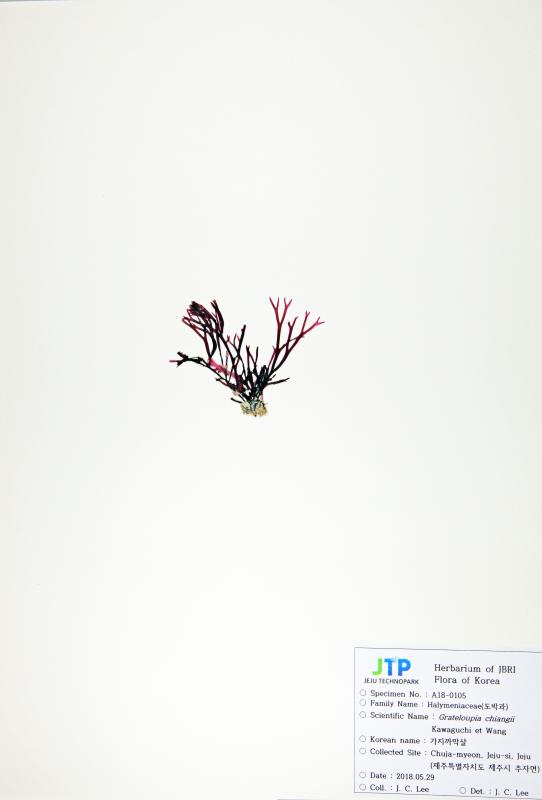 가지까막살