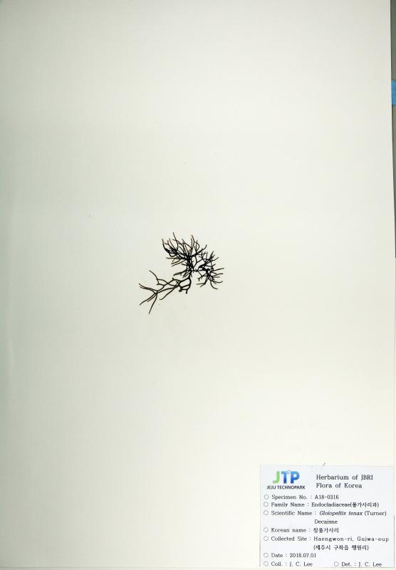 참풀가사리