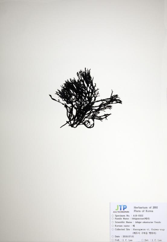 패