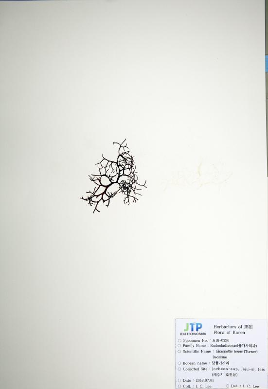 참풀가사리