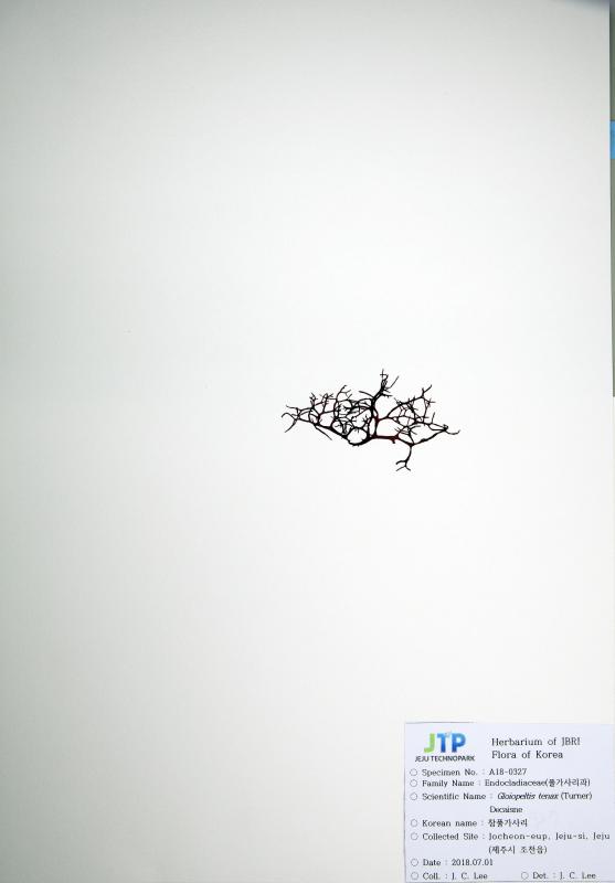 참풀가사리