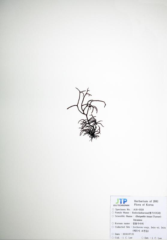 참풀가사리