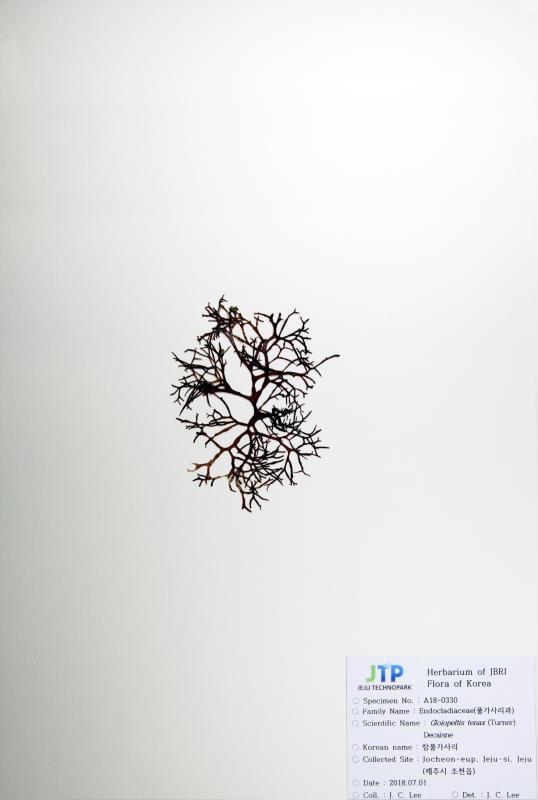 참풀가사리