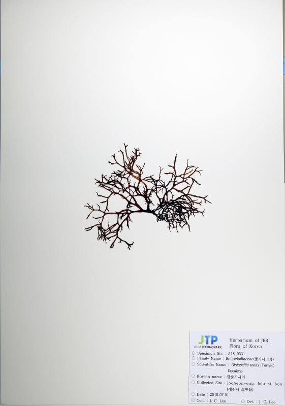 참풀가사리