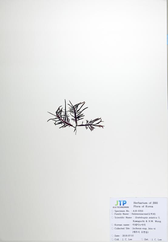 지네지누아리