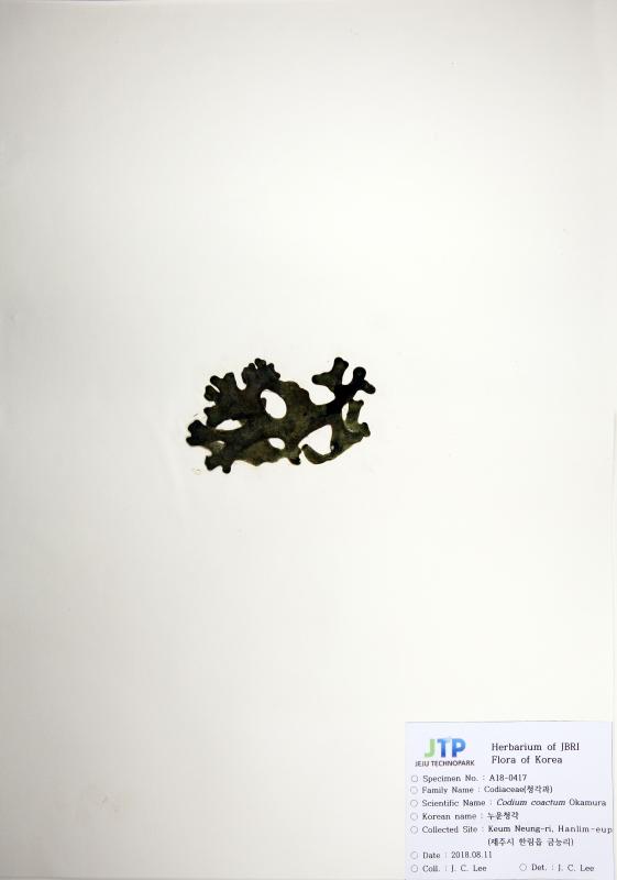 누운청각