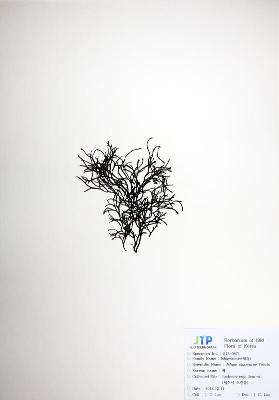 패