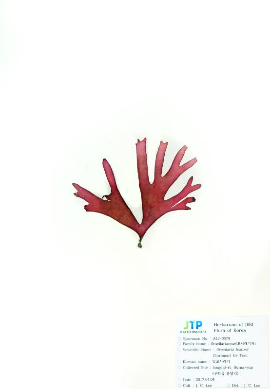 잎꼬시래기
