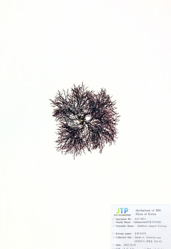 우뭇가사리