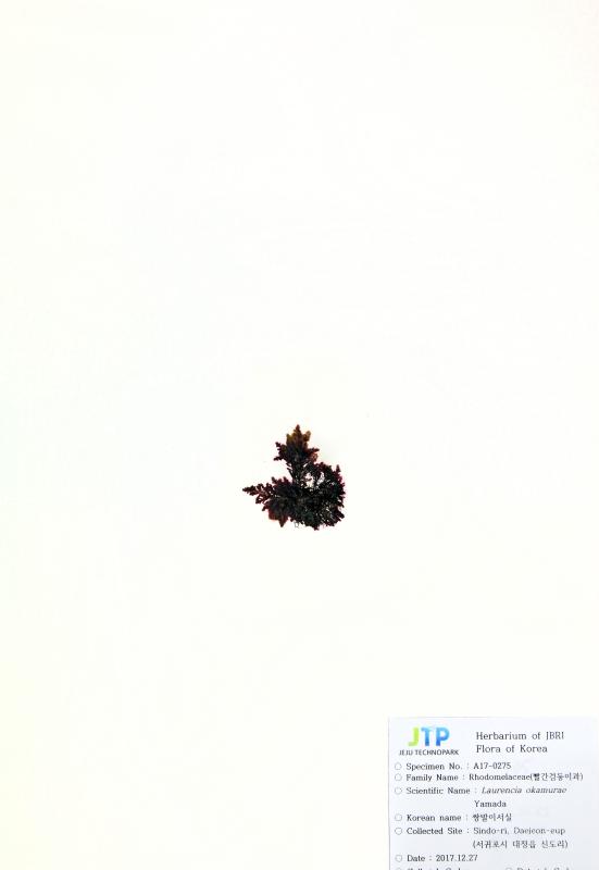 쌍발이서실