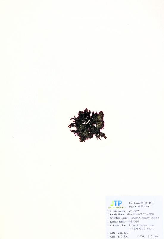 쌍발이서실