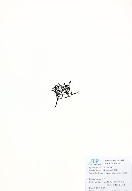 패