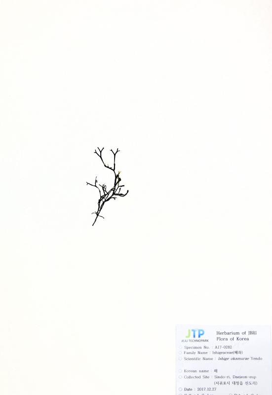 패