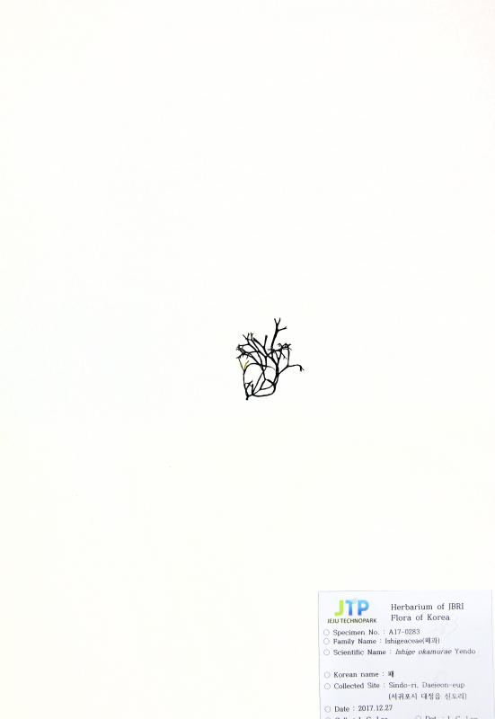 패
