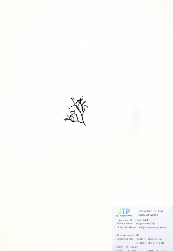패