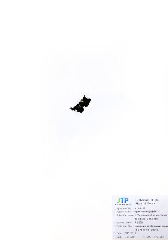 모란갈파래