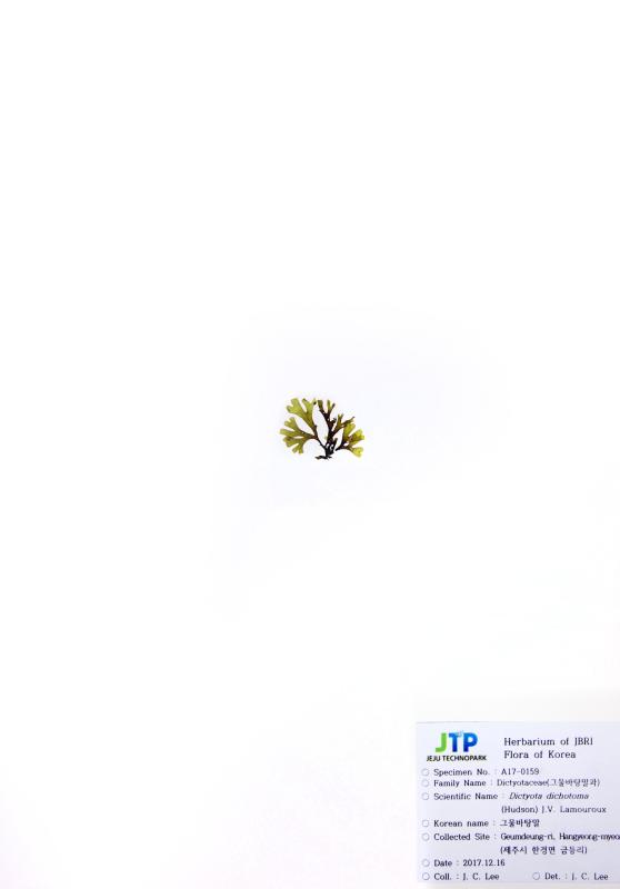 그물바탕말