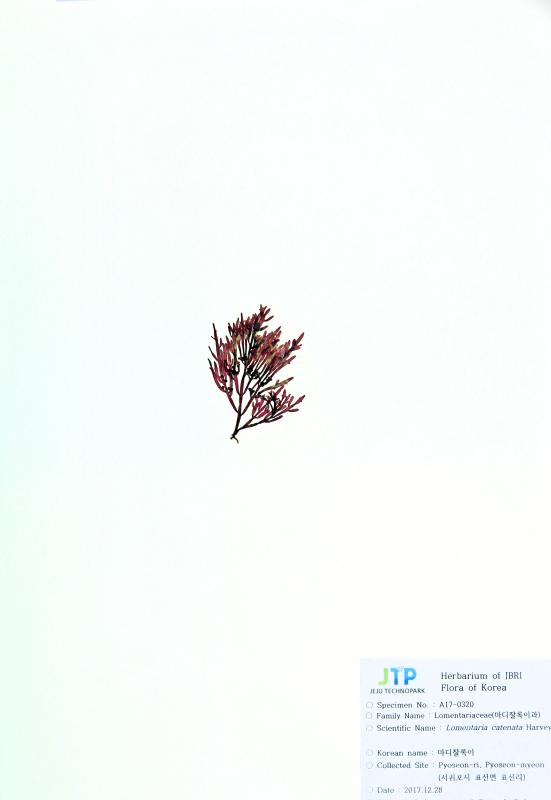 마디잘록이