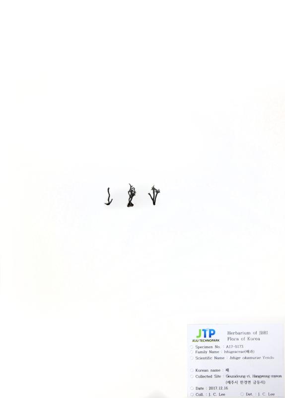 패
