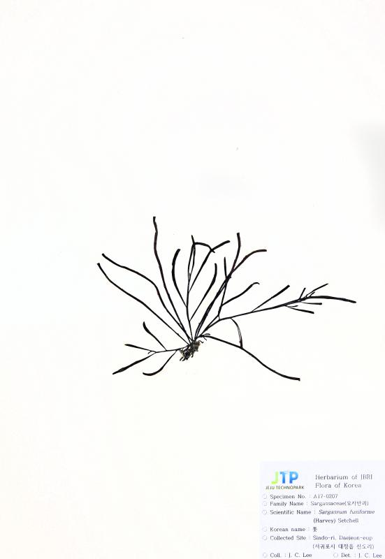 톳