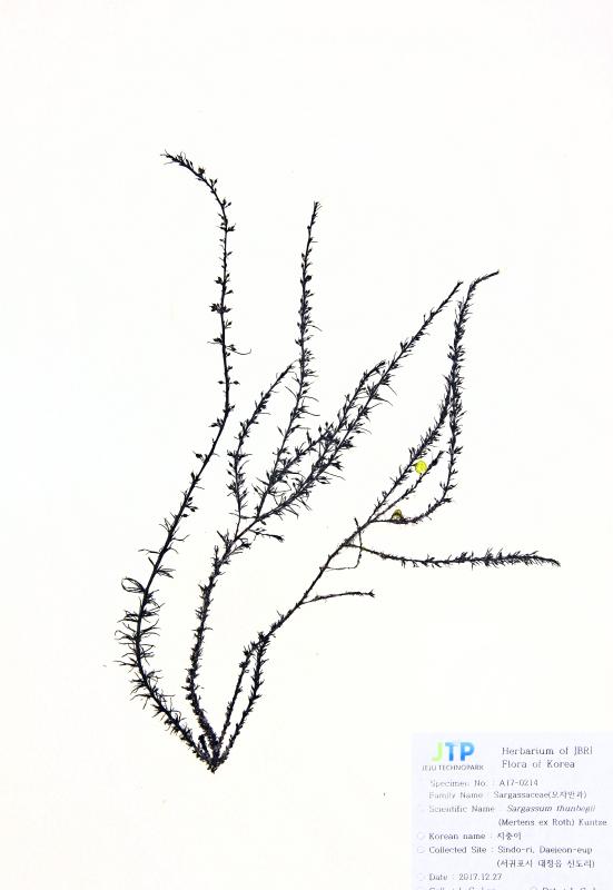 지충이