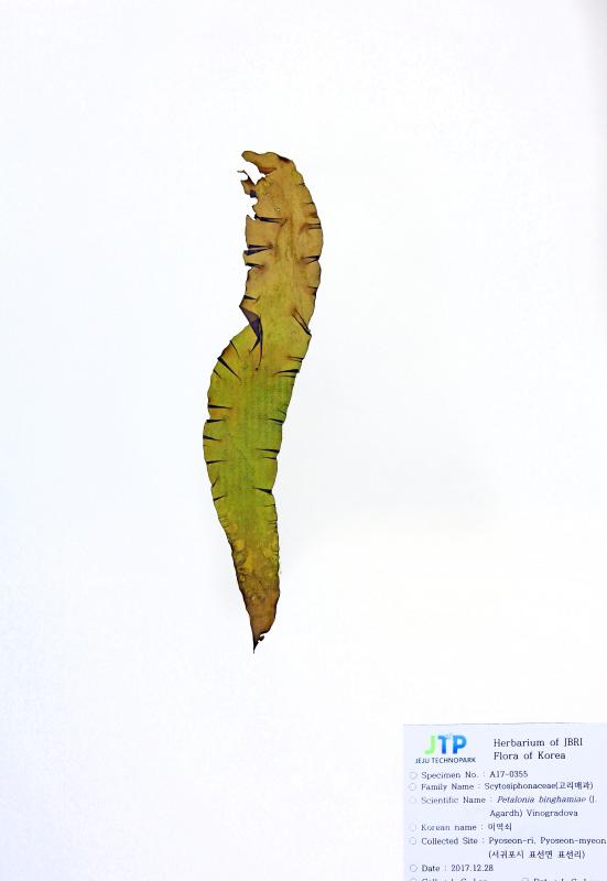 미역쇠