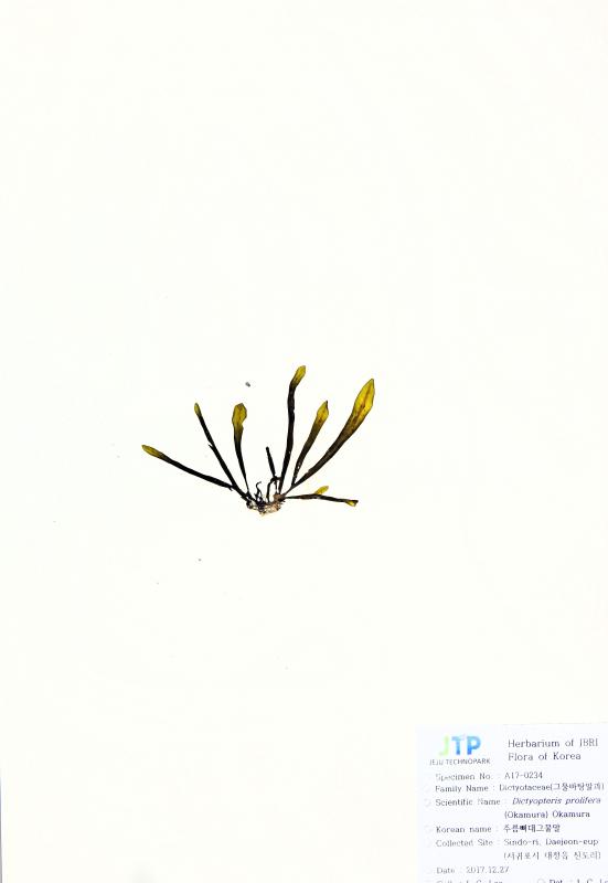 가시뼈대그물말
