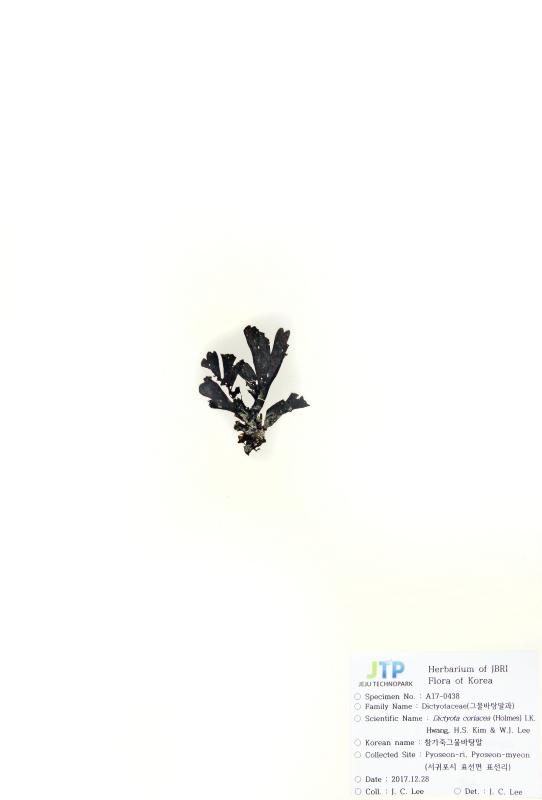 참가죽그물바탕말