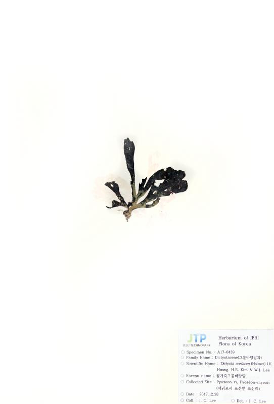 참가죽그물바탕말