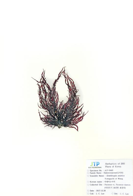 지네지누아리