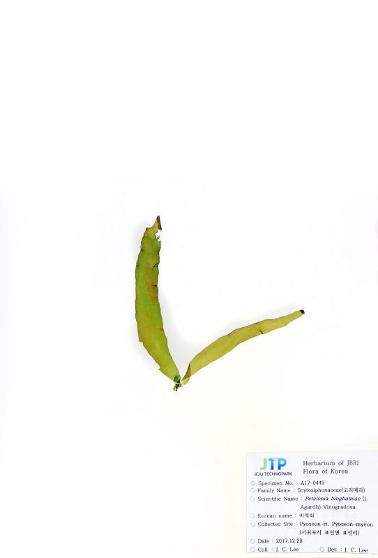 미역쇠