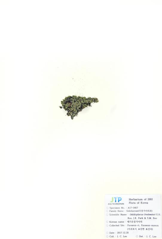 애기우뭇가사리
