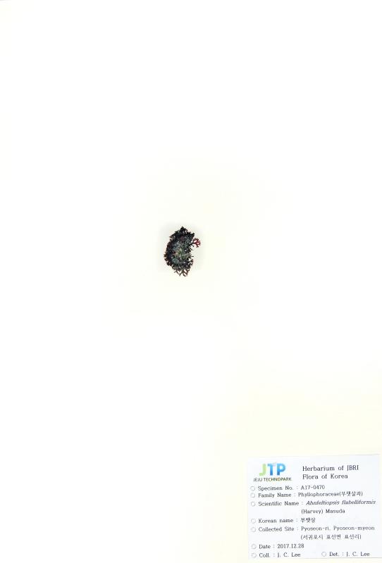 부챗살
