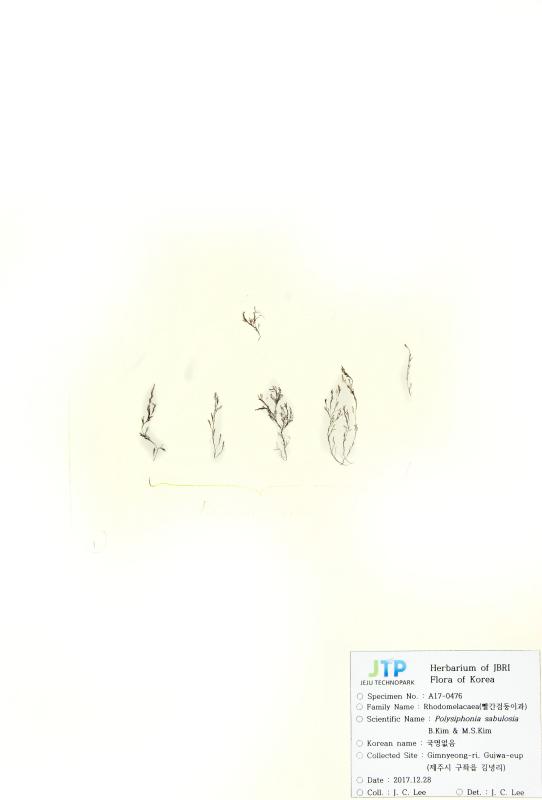 모살붉은실
