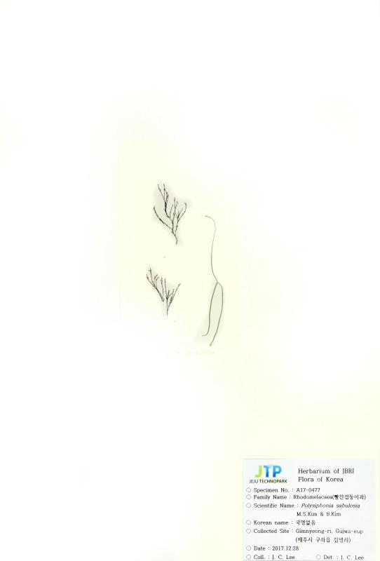 모살붉은실