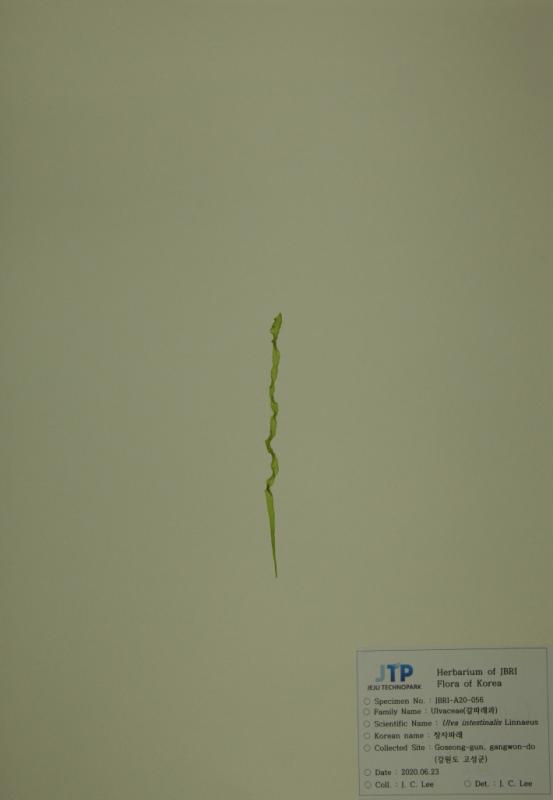 창자파래