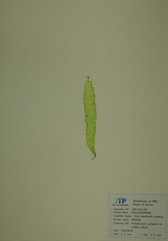 창자파래