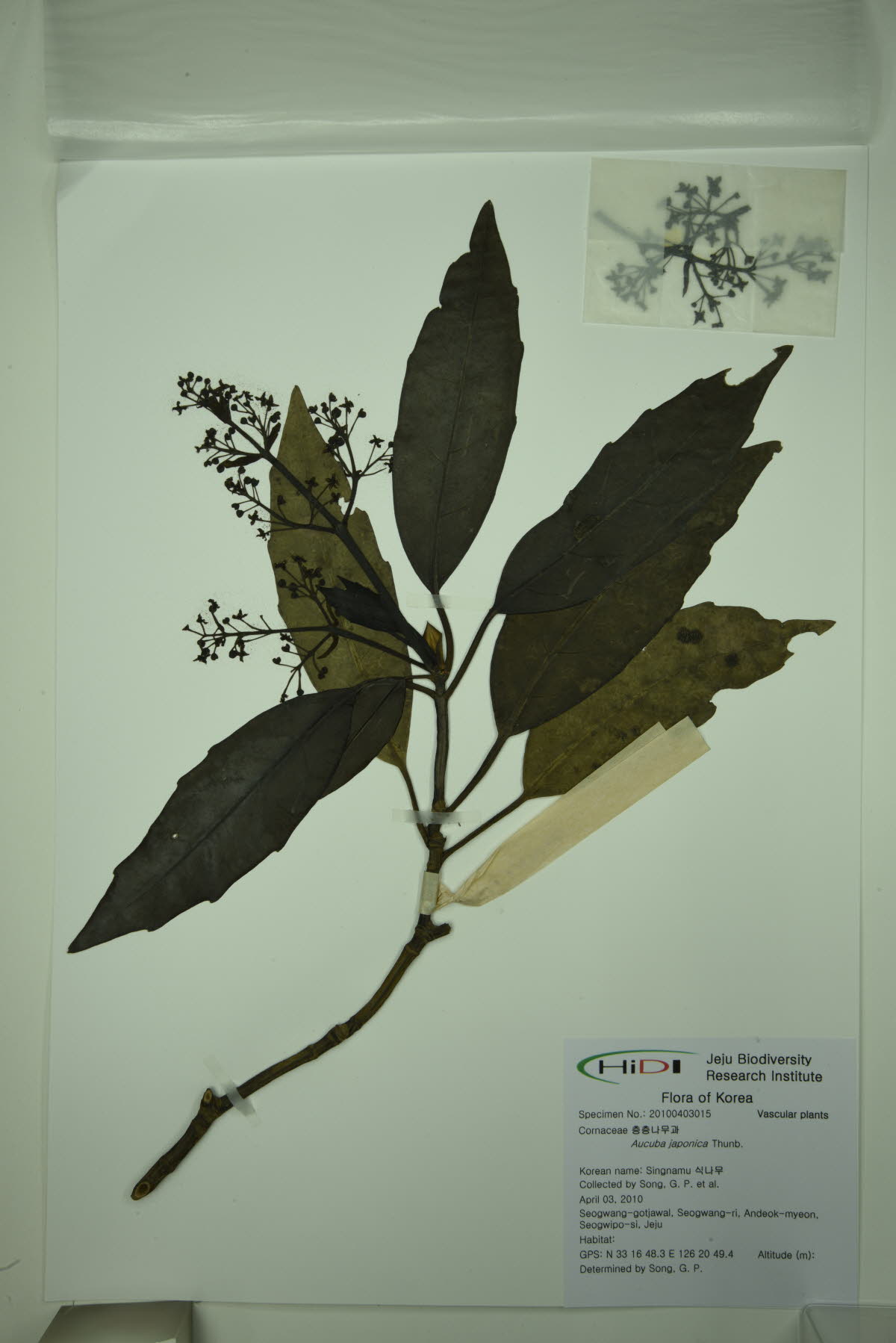 식나무
