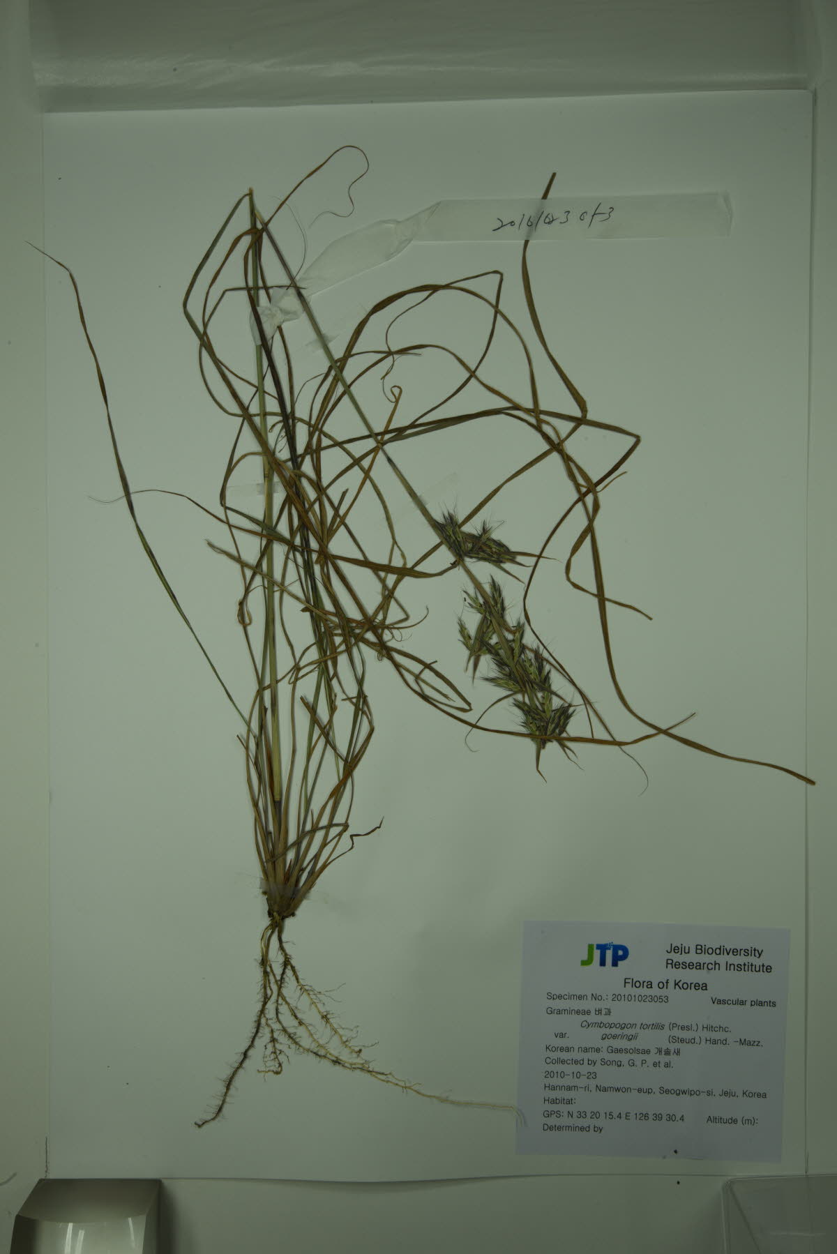 개솔새