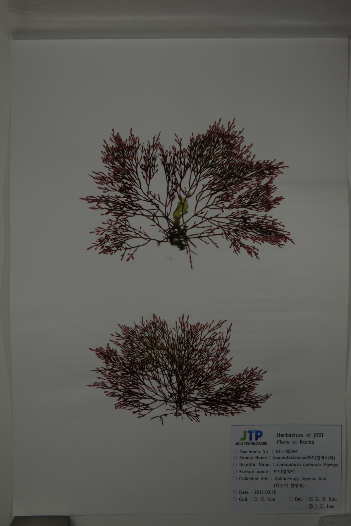 애기마디잘록이