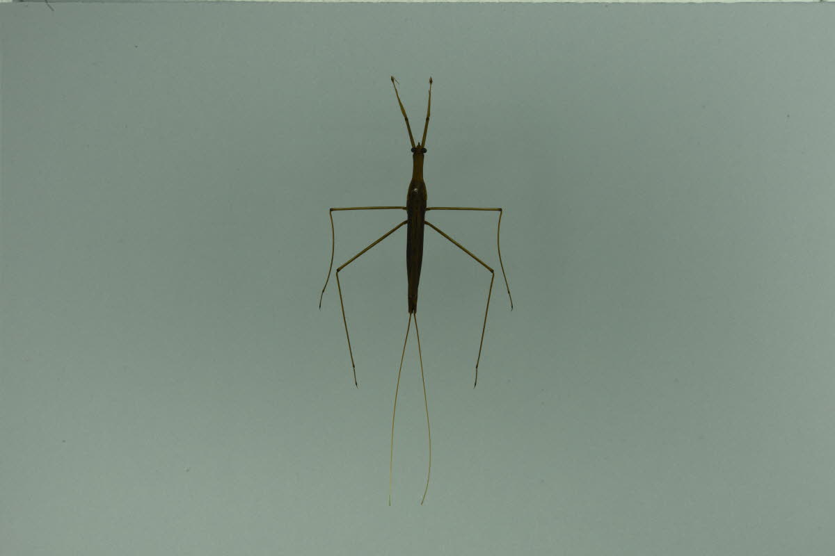 게아재비