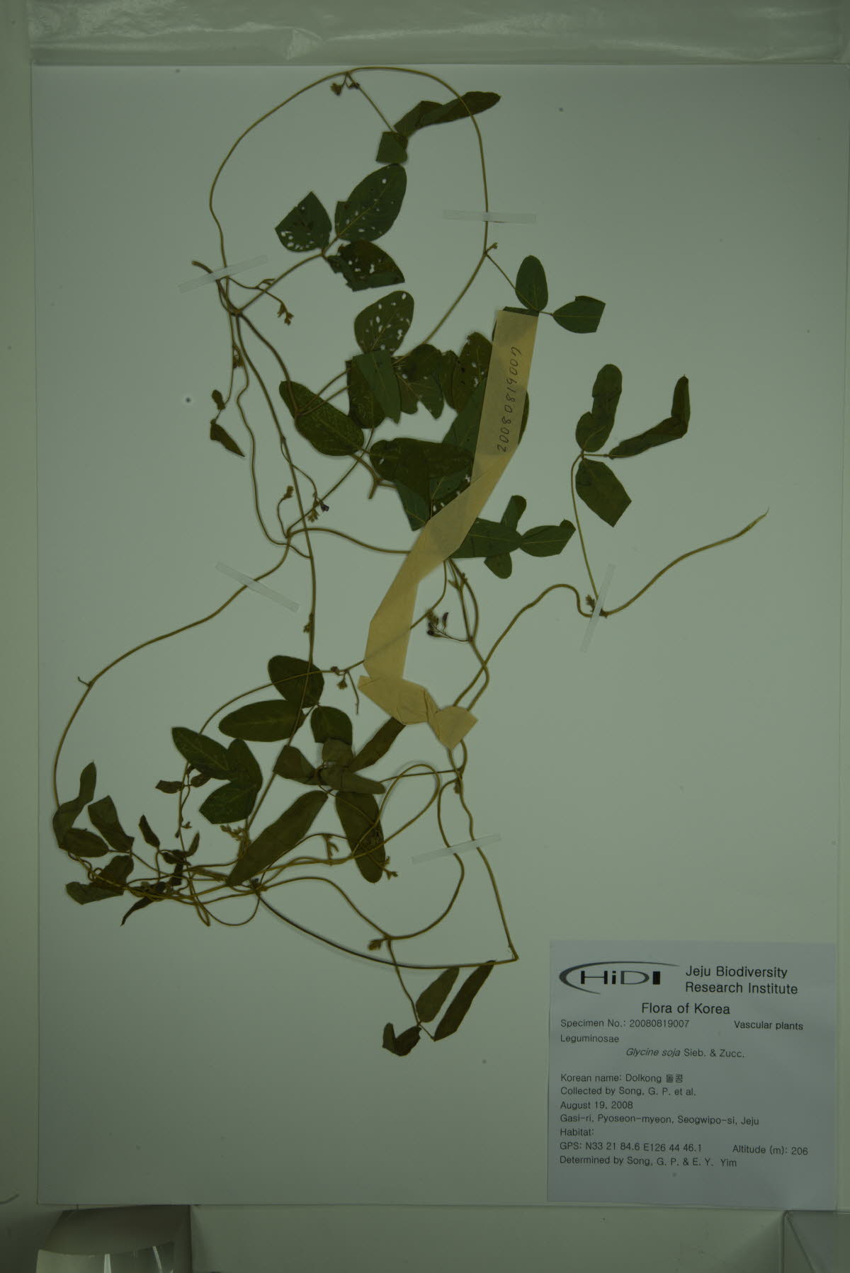 돌콩