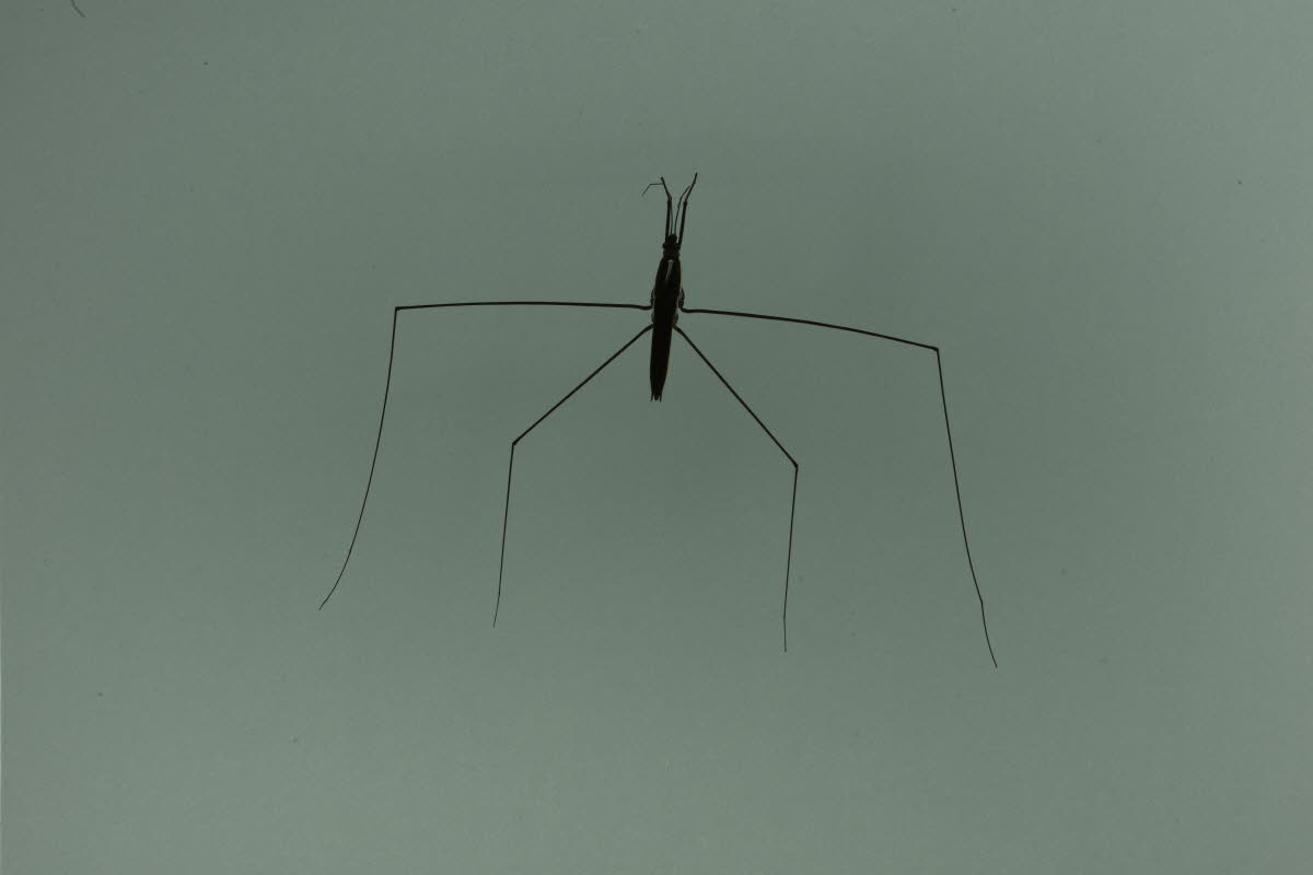 왕소금쟁이