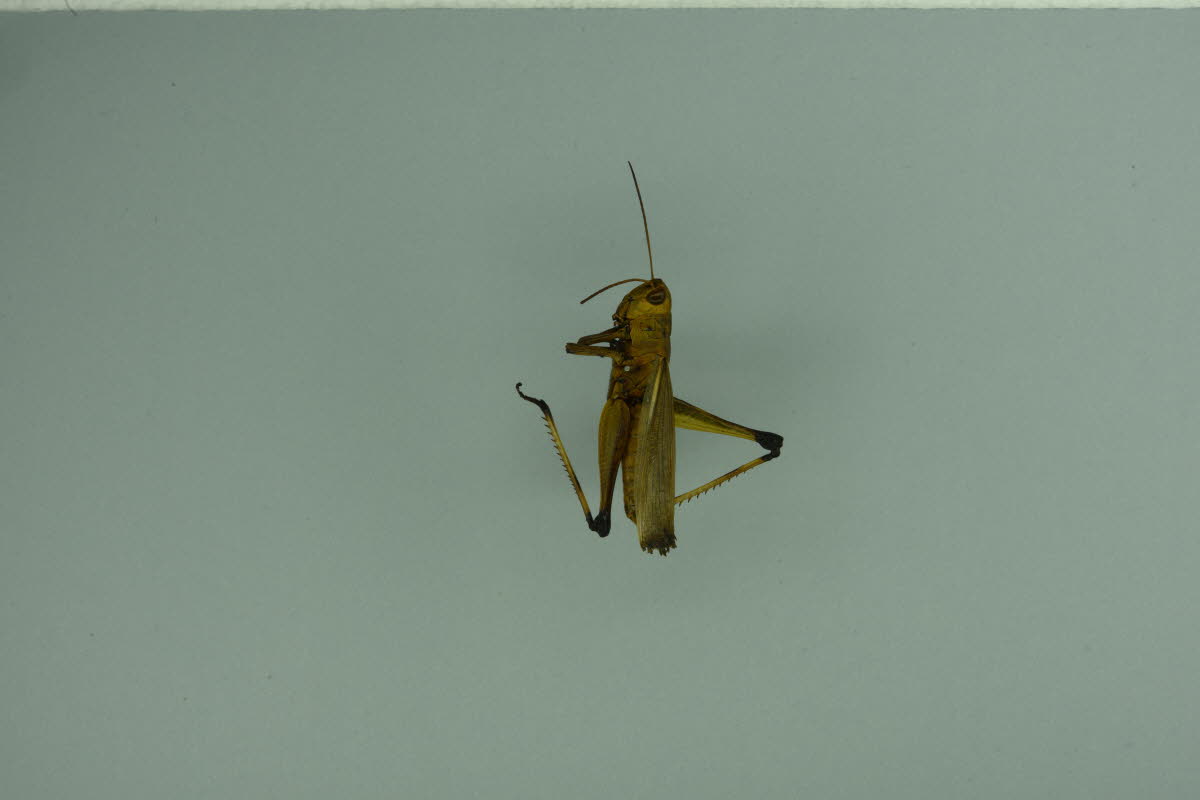 끝검은메뚜기